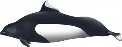 Comment s'appelle ce ctac ?