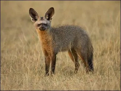 Quel est ce petit canid ?