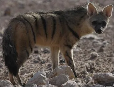 Quel est le nom de ce Hyenidae ?