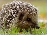 Quelle est la dure de vie d'un hrisson ?