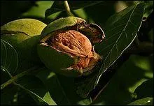 Quelle est la ville dont la noix est la spcialit ?