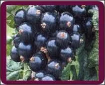 Quelle est cette baie qui a pour homonyme une ville des Boches du Rhne ?