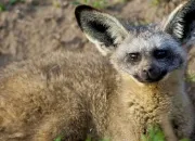 Quiz Quel est ce mammifère ?