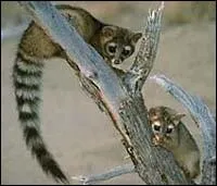 Quel est ce viverrid ?