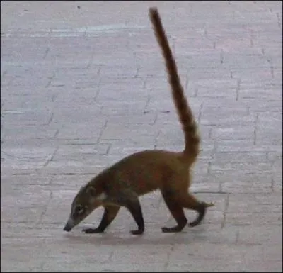 Quel est ce procyonid ?