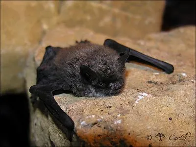 Quel est ce chiroptre ?