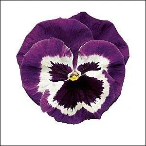  quelle famille appartiennent les penses ?