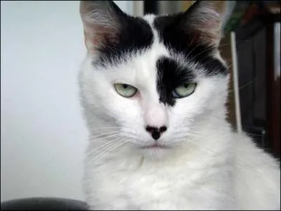 Quelle est cette race-ci ?