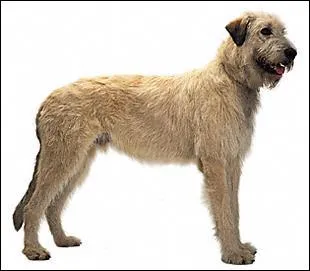 Quelle est la race de ce chien ?