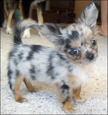 La race de ce chien est ?