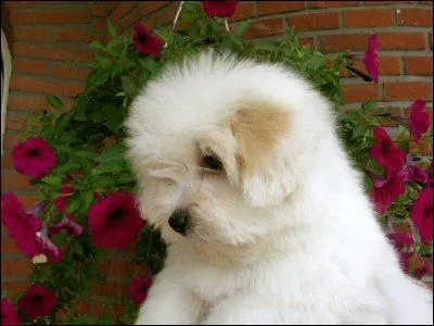 La race de ce chien est ...