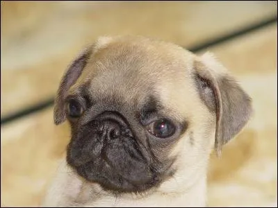 Quelle est la race de ce chien ?