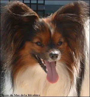 La race de ce chien est ...