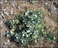 Comment se nomme ce chou sauvage qui serait l'anctre de tous nos choux actuels ?