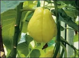 Quelle cucurbitace est appele ' Chouchou ' dans l'le de la Runion ?