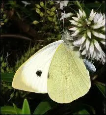 Quel est ce papillon dont les chenilles sont trs friandes de feuilles de chou ?