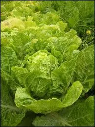 Dans quel pays faisait ton scher autrefois les feuilles de chou pour la conservation pour l'hiver ?