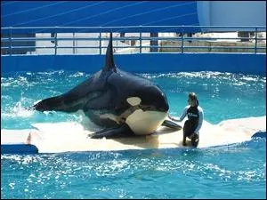 Miami a son parc aquatique appel le Seaquarium. Quel est animal est sur cette photo ?