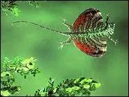 Hte des forts tropicales d'Asie, le dragon volant, seul lzard pouvant voler, peut bondir d'arbre en arbre sur une distance maximale de...