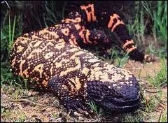 Je suis l'un des rares lzards venimeux et mon habitat se situe dans les dserts du sud-ouest des Etats-Unis. Me reconnaissez-vous ?