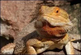 Je suis aussi un lzard et je vis dans le dsert australien. Qui suis-je ?