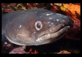 Le congre, animal trs laid vivant dans les eaux profondes de l'Atlantique et de la Mditerrane, est un redoutable prdateur. Quel est son pouvoir secret ?