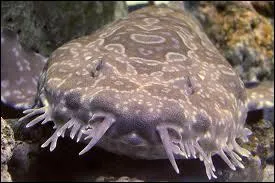 Comme le congre, je suis plutt laid et parfois, on me confond avec des algues en mouvement. Je vis dans les eaux ctires d'Australie, du Japon et de la Chine, je suis...