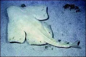 Poisson des mers tempres d'Europe, il ressemble  une raie et se tapit sur les fonds sableux ne laissant dpasser que ses yeux. Il porte un nom potique. Lequel ?