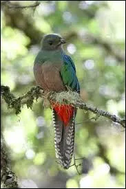 Le quetzal, petit oiseau d'Amrique considr comme l'un des plus beaux du monde, tait l'animal sacr des...