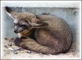 Petit canid d'Afrique, l'otocyon est galement appel... . .