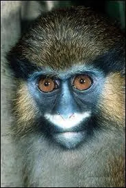 Je suis l'un des primates les plus colors et je vis en Afrique tropicale. Je suis...