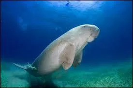 Mammifre marin herbivore vivant dans les eaux tropicales indiennes et australiennes, j'ai un nom marrant. Je m'appelle...