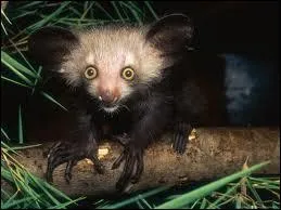 Moi aussi, je porte un nom rigolo. Lmurien nocturne de Madagascar, je me nomme...