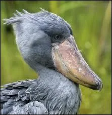 Quant  moi, c'est mon bec qui est  l'origine de mon nom. Echassier d'Afrique, je suis baptis...