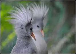 Le kagou hupp vit uniquement en Nouvelle-Caldonie. En raison de sa couleur, il est surnomm...