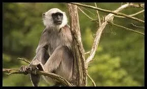 L'entelle jouit de la protection des hommes et se rencontre souvent dans les temples et dans les villes. Il est considr comme sacr par...