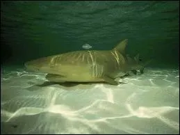 Requin des eaux subtropicales de couleur jauntre, on m'a nomm...