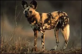 Canid des steppes et savanes africaines, on m'a surnomm 'le loup peint' mais mon vritable nom est...