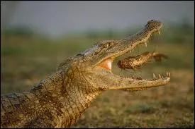 D'une rapidit redoutable, le caman  lunettes vit...