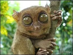 Petit singe arboricole, mes yeux sont plus lourds que mon cerveau, ce qui me permet de bien voir dans l'obscurit. Je suis...