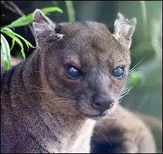 Toujours  Madagascar, savez-vous quel est le plus grand prdateur de l'le ?