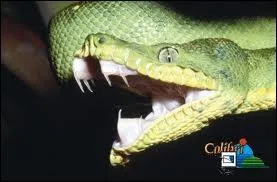 Outre sa couleur permettant un camouflage efficace, le boa meraude des forts tropicales d'Amrique du Sud possde une seconde arme redoutable. Laquelle ?