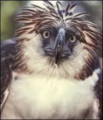 Cet aigle qui vit dans les forts tropicales des Philippines porte aussi le nom d'un autre animal...