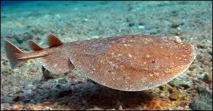 La raie lectrique peut administrer des chocs allant jusqu' 230 volts. C'est pourquoi elle est surnomme...