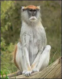 Le patas ou singe rouge des savanes africaines court trs vite. Il peut atteindre...