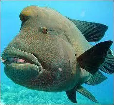 Vivant dans les rcifs de coraux du Pacifique et de l'ocan indien, il nat femelle puis se transforme en mle. Ce poisson porte le nom d'un empereur clbre. Lequel ?