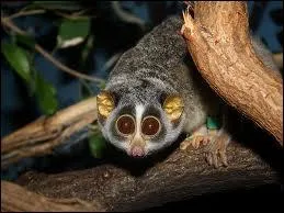 Le loris grle, ce petit primate asiatique, est rput pour...