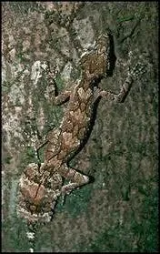 Comment est galement appel le gecko  queue plate qui vit dans les forts humides de Madagascar ?