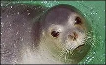 Jusqu' combien de kilos de poisson par jour peut avaler un phoque-moine de Mditerrane ?