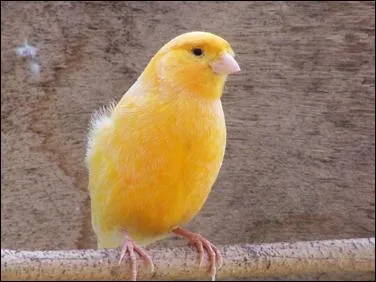  quelle famille appartiennent les canaris ?